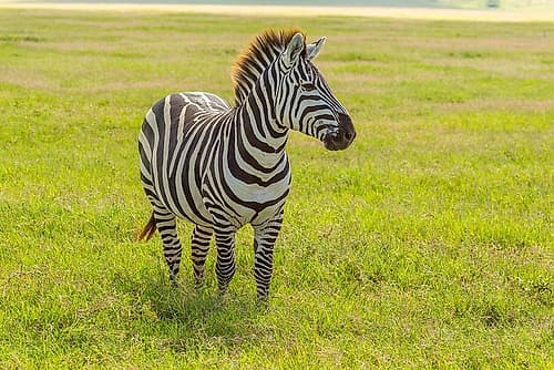 Africa-Tanzania-Ngorongoro Crater Plains zebra in field Art Print by Jaynes Gallery